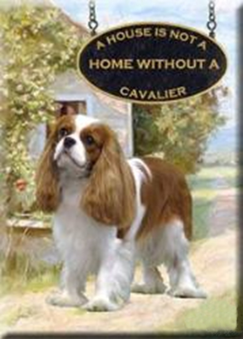 Cavalier King Charles Spaniels home